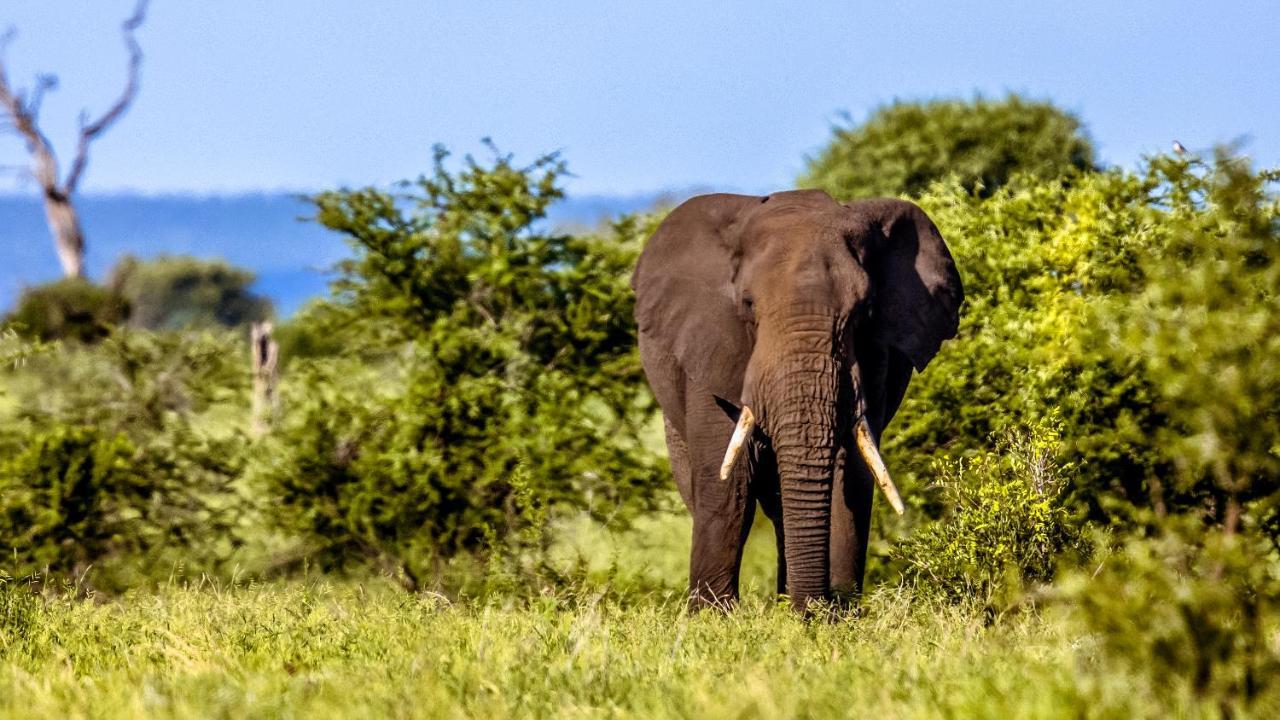Africamps Hoedspruit Buitenkant foto